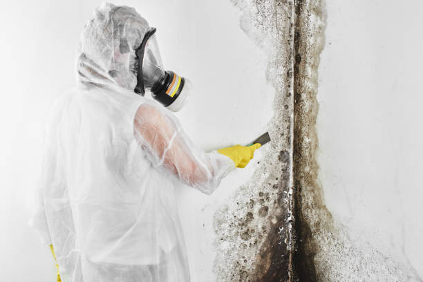 Professional Mold Removal in Rochester, NY