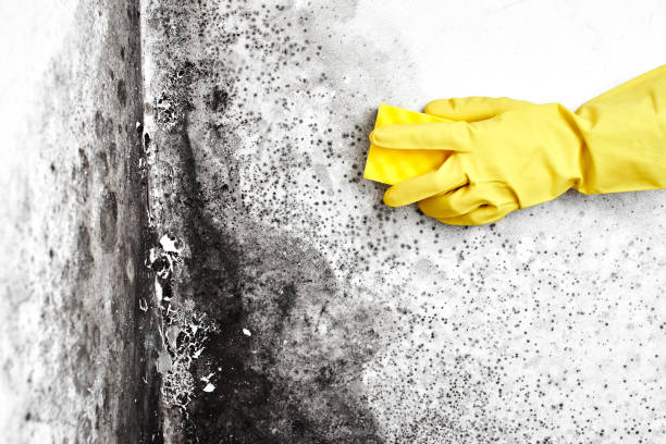 Mold Removal and Inspection in Rochester, NY