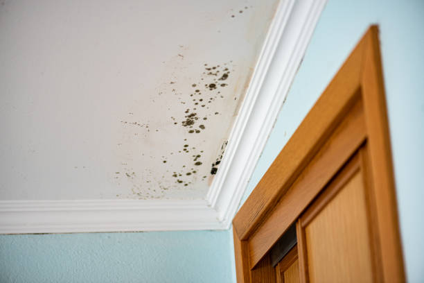 Best Black Mold Removal  in Rochester, NY