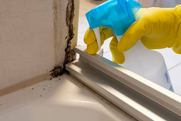 Best Mold Testing  in Rochester, NY