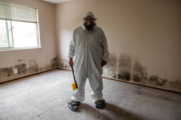 Mold Testing and Removal in Rochester, NY