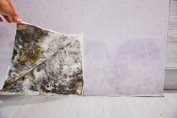 Best Home Mold Removal  in Rochester, NY